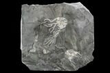 Pair of Ordovician Crinoids - Bobcaygeon Formation - Ontario #95202-1